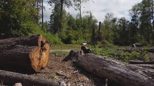 Reliable Campbell, CA Tree Removal Solutions