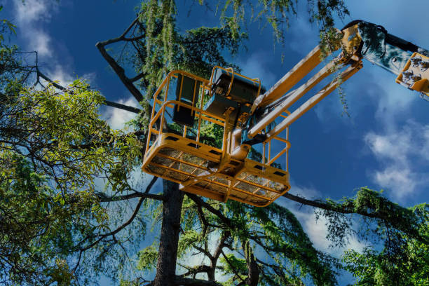 Best Utility Line Clearance  in Mpbell, CA