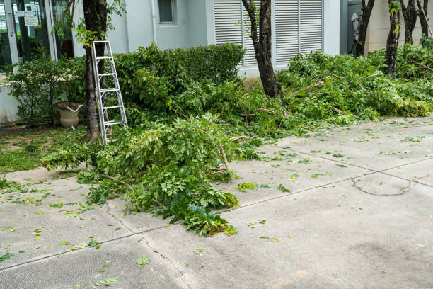 Best Tree and Shrub Care  in Mpbell, CA