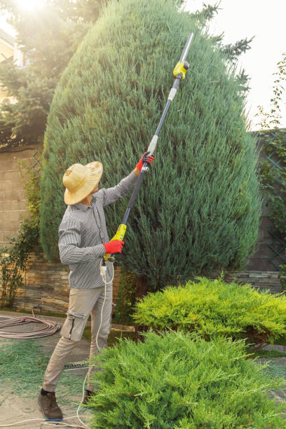 Best Leaf Removal  in Mpbell, CA
