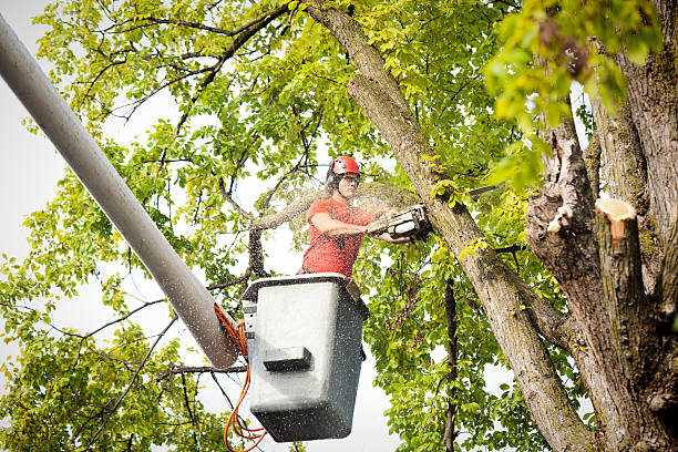 Best Tree Maintenance Programs  in Mpbell, CA